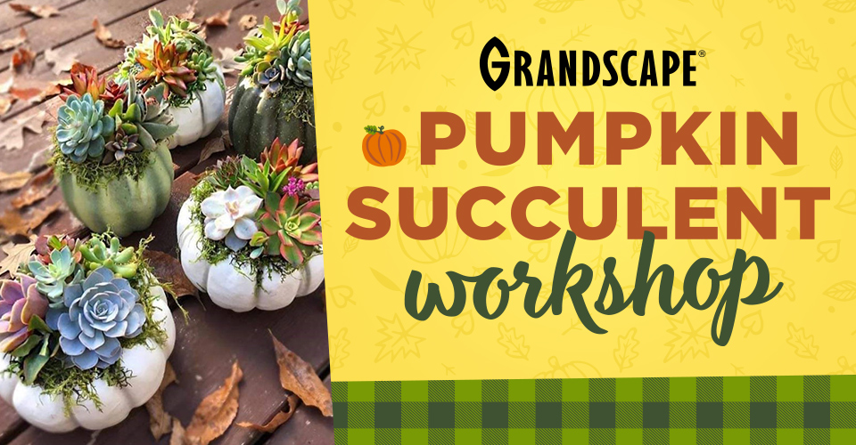 Pumpkin Succulent Workshop