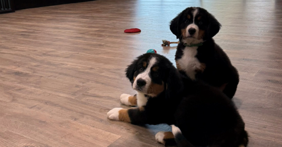 Downward Dog Puppy Yoga